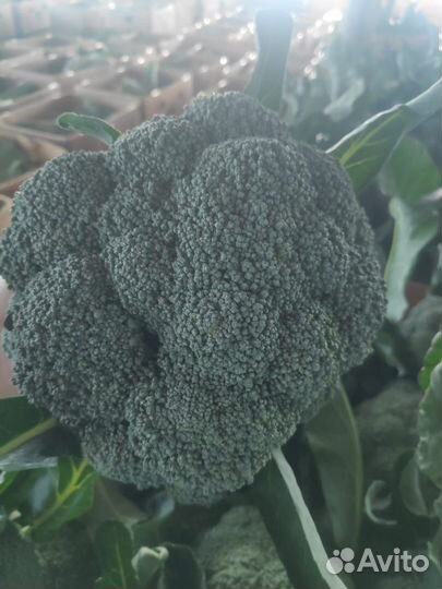 Капуста брокколи