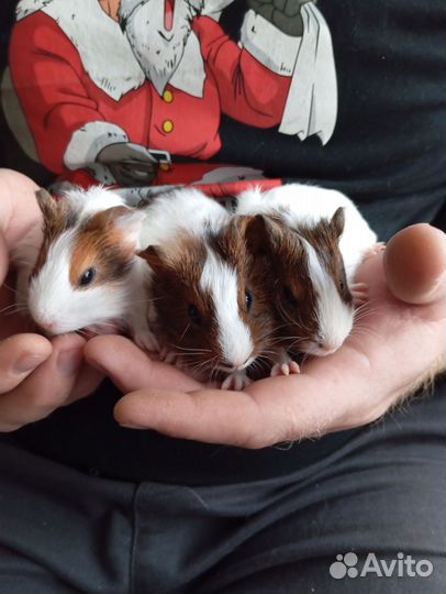 Морские свинки малыши