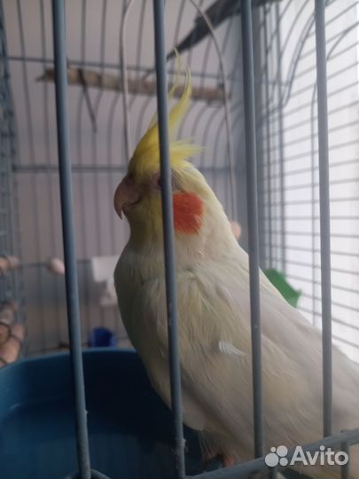 Говорящий попугай корелла