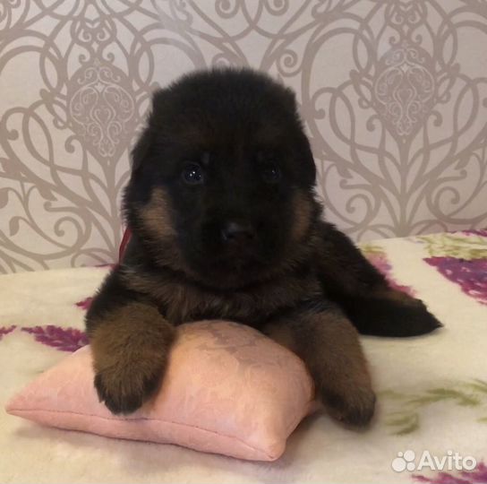 Немецкая овчарка, щенки разного возраста