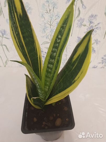 Сансевиерия