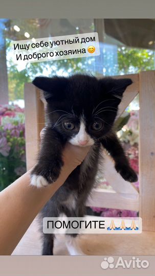 Котенок