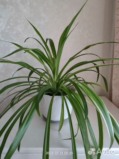 Хлорофитум