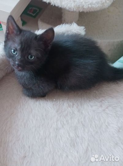 Котёнок мальчик, чёрного окраса