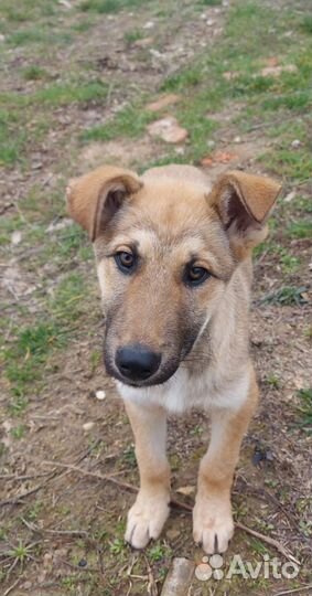 Щенок, хороший