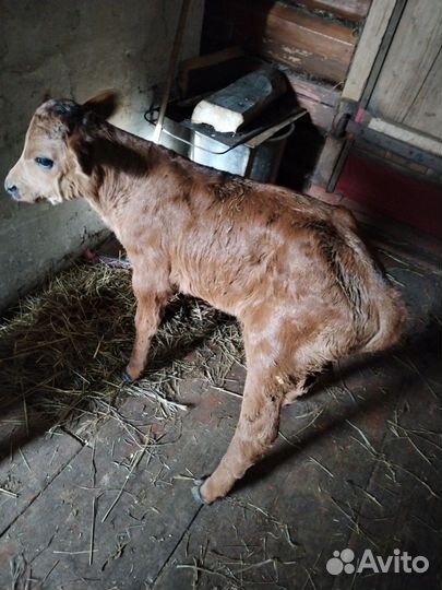 Бычки мясная порода