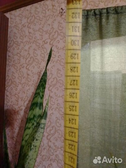 Сансевиерия тещин язык 130 см горшка нет