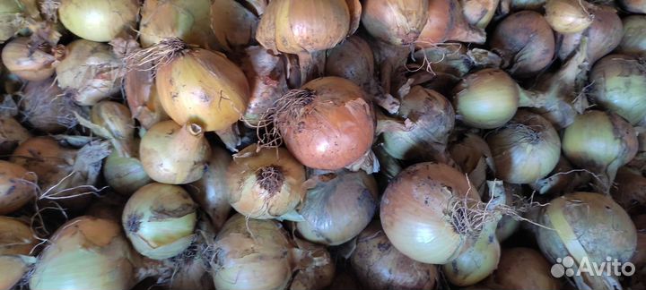 Лук репчатый