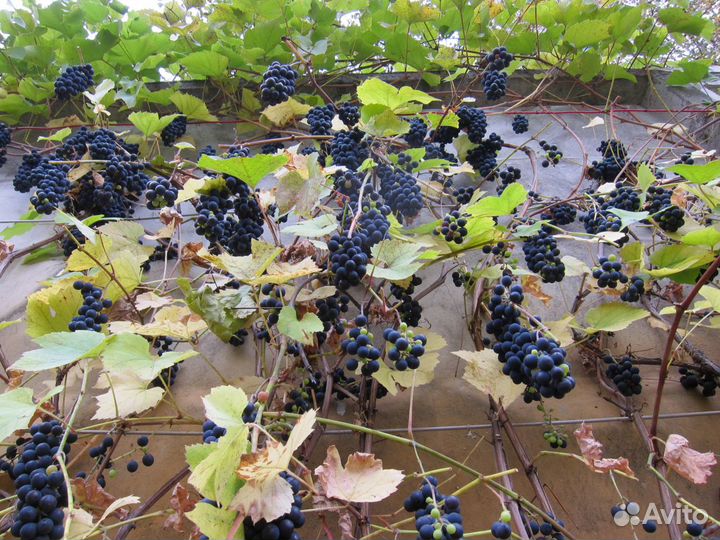 Саженцы винограда зимостойких технических сортов