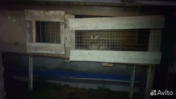 Клетка с кроликами