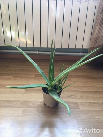 Комнатные растения, цветы