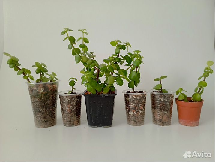 Портулакария афра