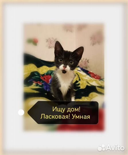 Котёнок девочка