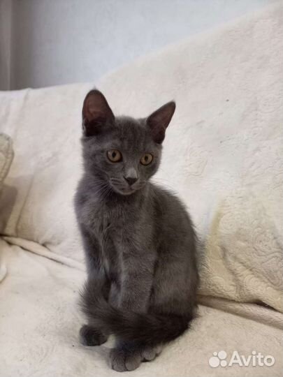 Котята в дар бесплатно