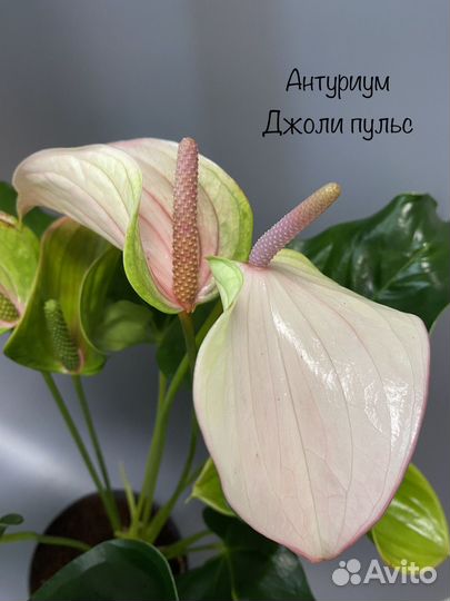 Антуриум джоли пульс