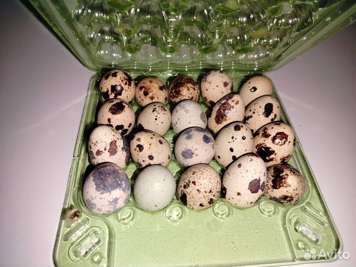 Яйца перепелиные инкубационное