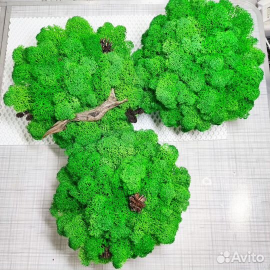 Стабилизированный мох картина