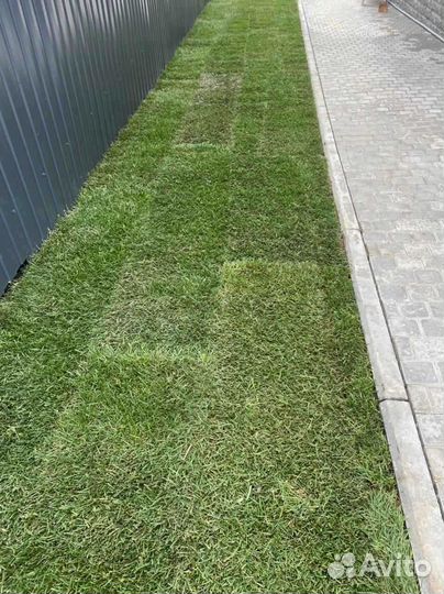 Укладка газона