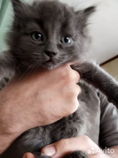 Отдам котят