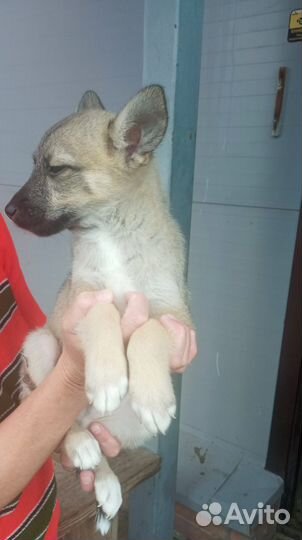 Щенок мальчик