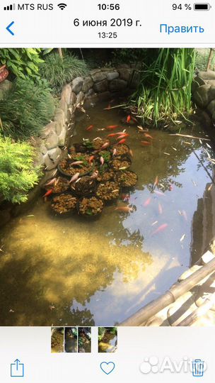 Прудовые рыбки