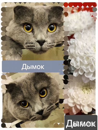 Британец вислоухий