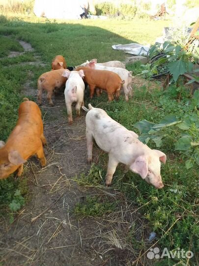 Поросята