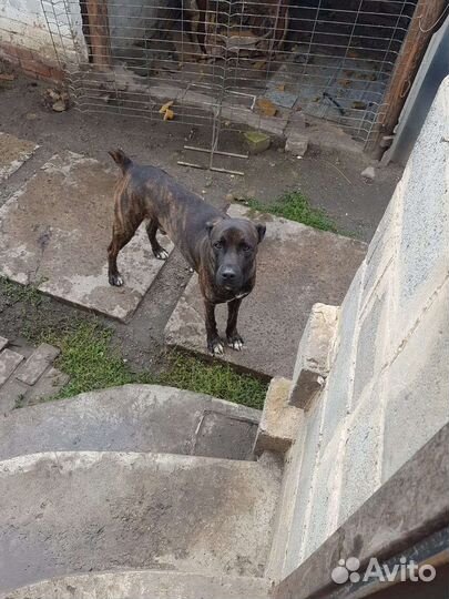 Отдам в добрые руки кобеля кане корсо