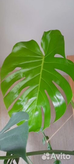 Монстера большая