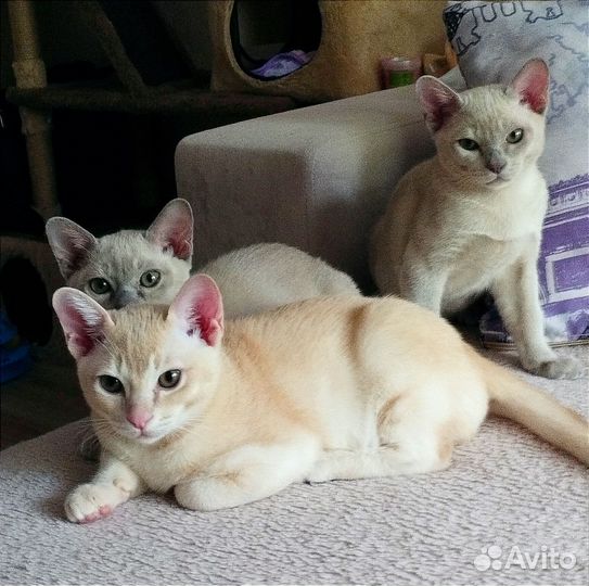 Котята европейской бурмы