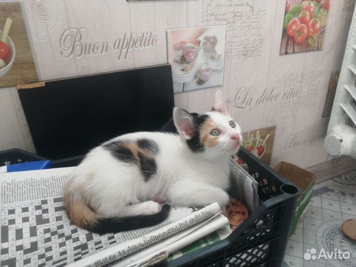 Красавчики- котята