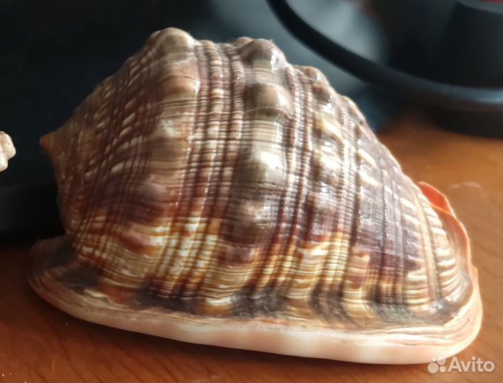 Раковина: Ципрекассис Руфа(Бычий рот)