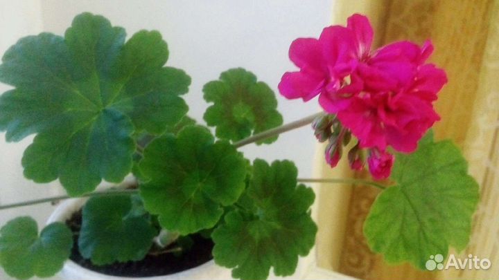 Пеларгония