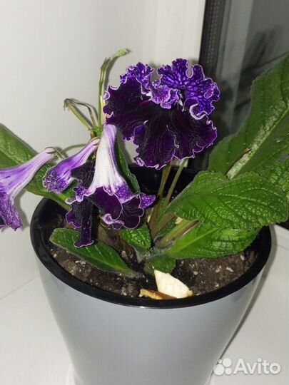 Стрептокарпусы