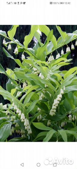 Лилейники махровые. Купена вариегатная и обыкновен