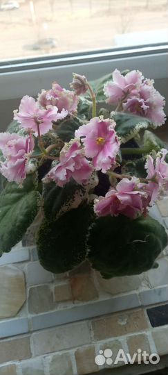 Фиалка Листики