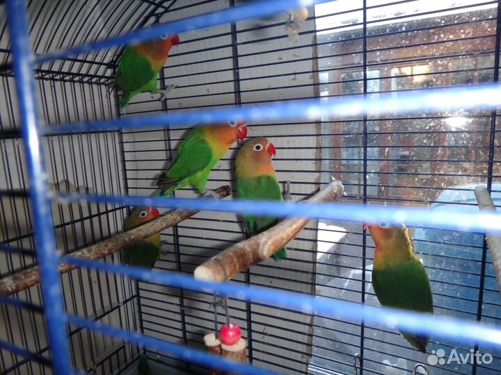 Попугаи неразлучники фишера