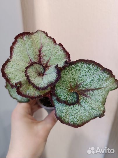 Детки бегоний