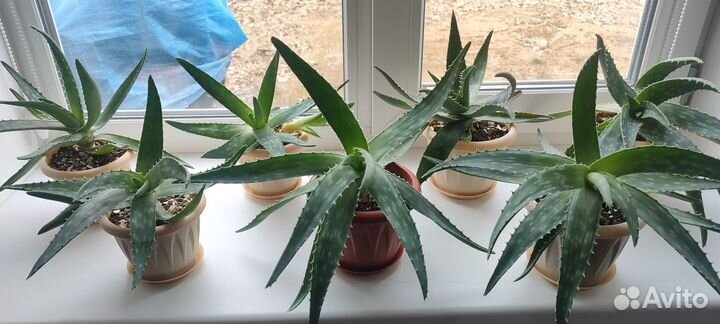 Алоэ вера. Могу доставить по г.Тында бесплатно