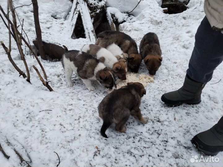 Щенок в добрые руки