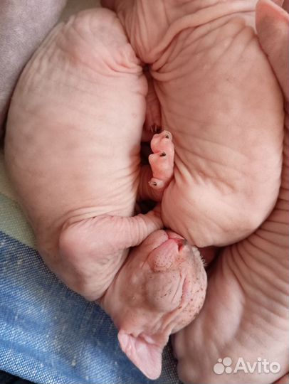 Канадский сфинкс велюр