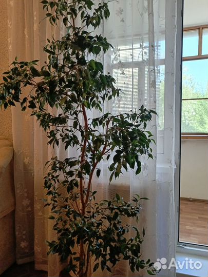 Фикус бенджамина наташа