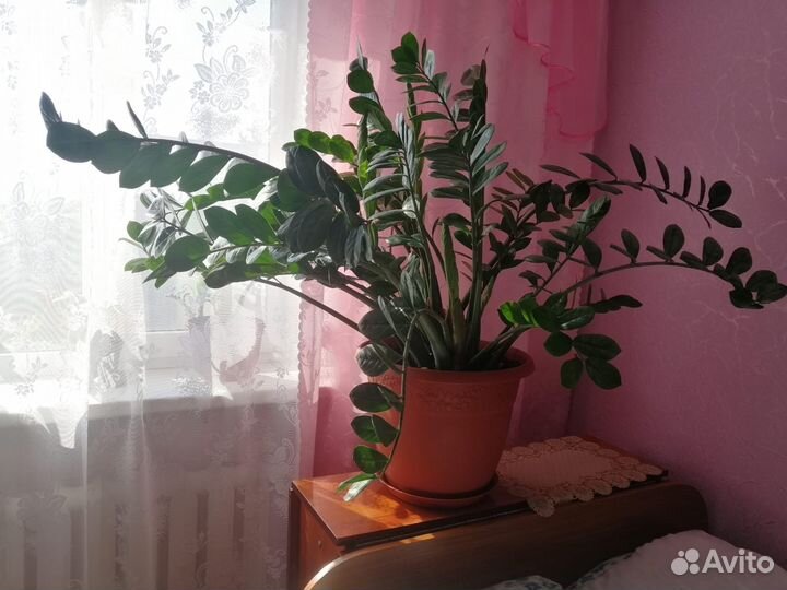 Замиокулькас