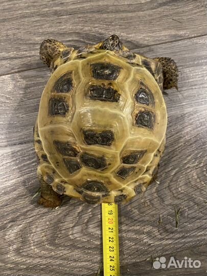 Черепаха сухопутная с террариумом 15-17 лет
