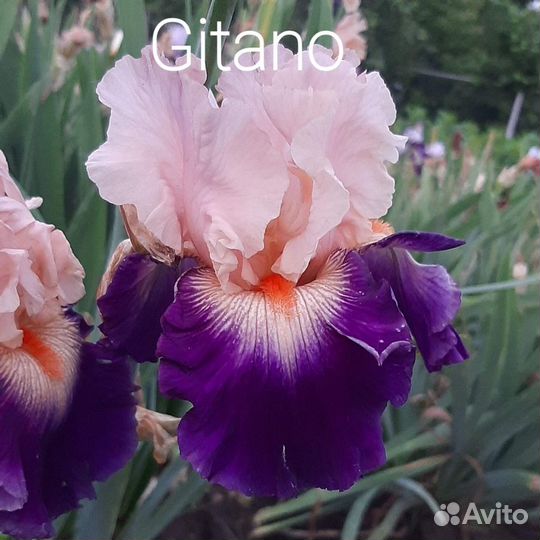 Ирисы сортовые