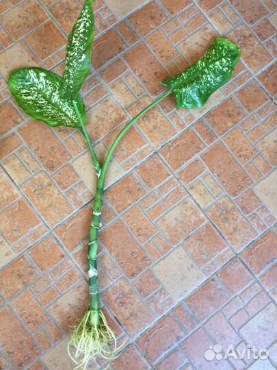 Диффенбахия