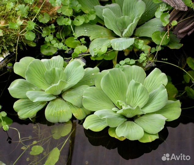 Предлагаю водный гиацинт и кувшинку