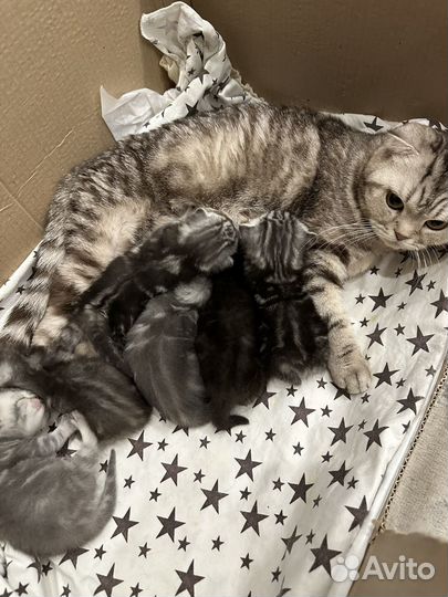 Британские котята