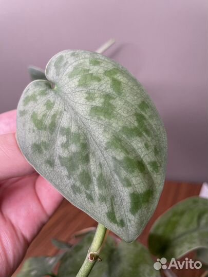 Сциндапсусы