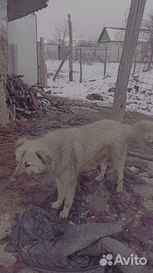 Собака в добрые руки отдам бесплатно